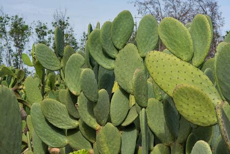 Fresh Spineless Prickly Pear (Opuntia) Cactus Pads 3 lb