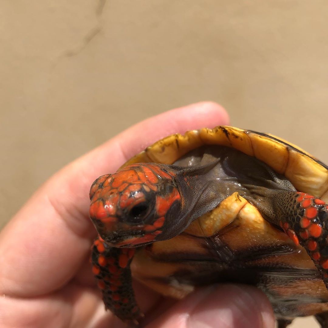 Cherry Head Tortoises | Tortoise Mart