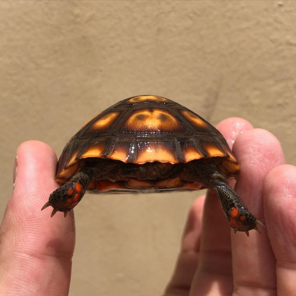 Cherry Head Tortoises – Tortoise Mart