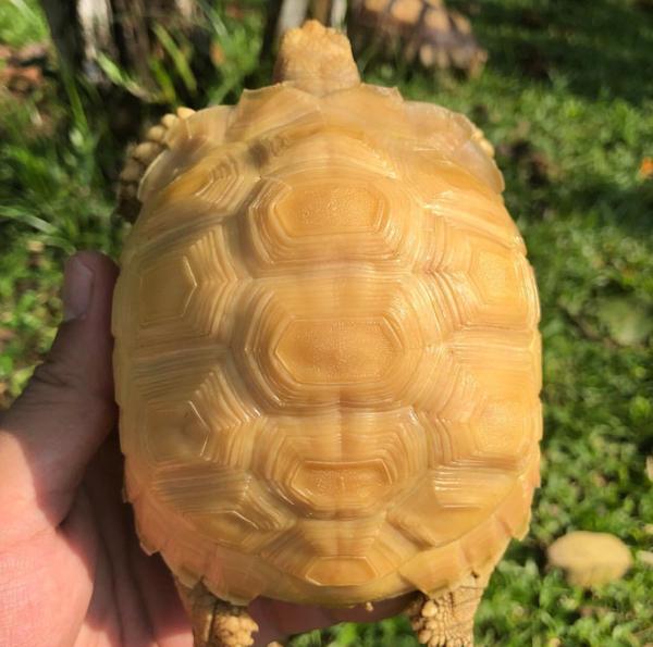 albino sulcata tortoise