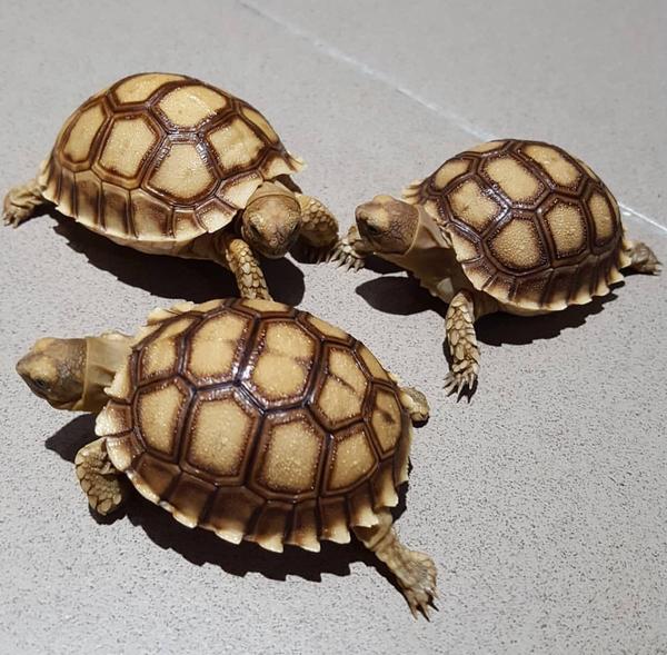 African Spurred tortoise