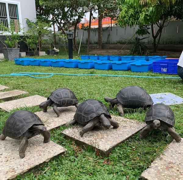 Aldabra Giant Tortoises