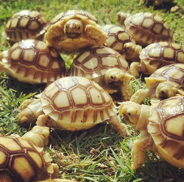 African Spurred tortoise