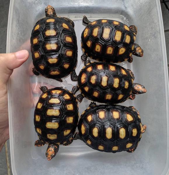 Cherry Head Tortoises