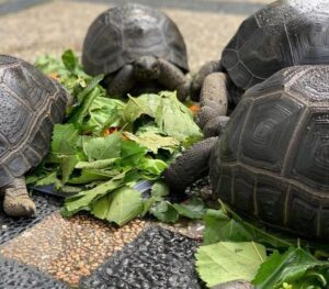 tortoises for sales