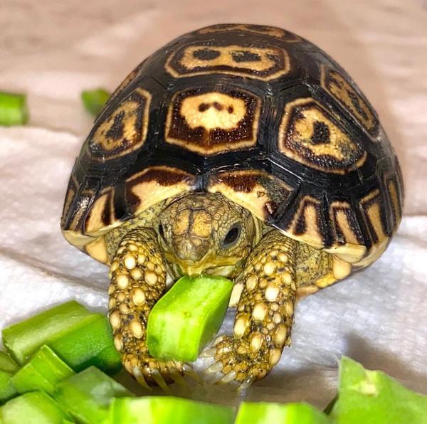 baby leopard tortoise