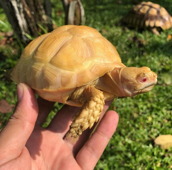 albino sulcata tortoise