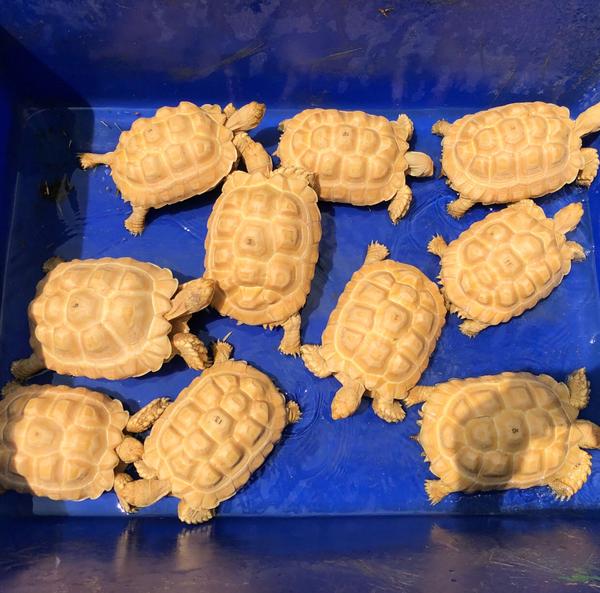 Albino Sulcata tortoises