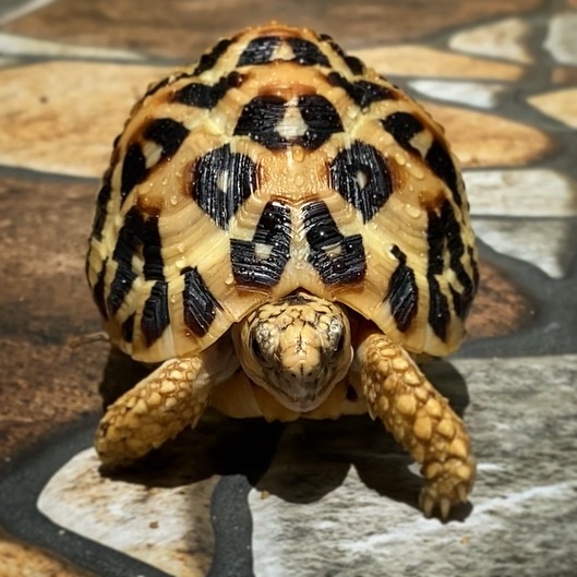 Sri Lankan Star Tortoise