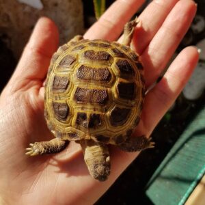 Russian tortoise – Tortoise Mart