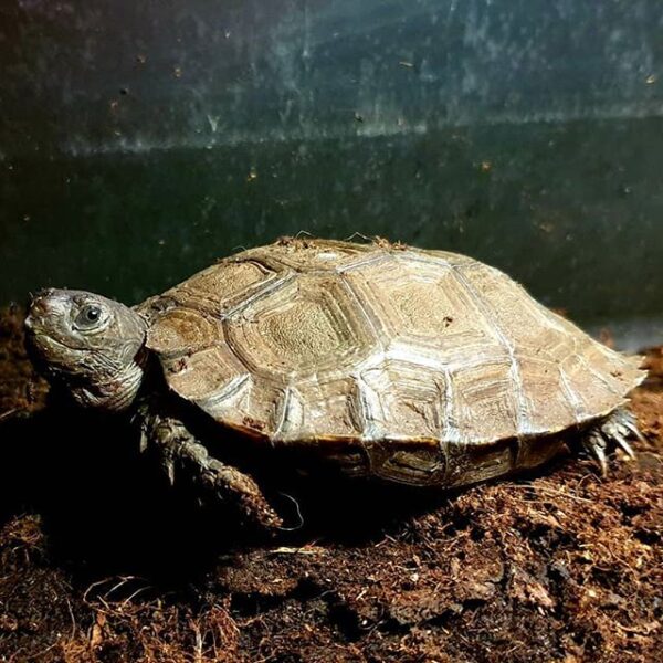 Burmese Mountain tortoise for sale
