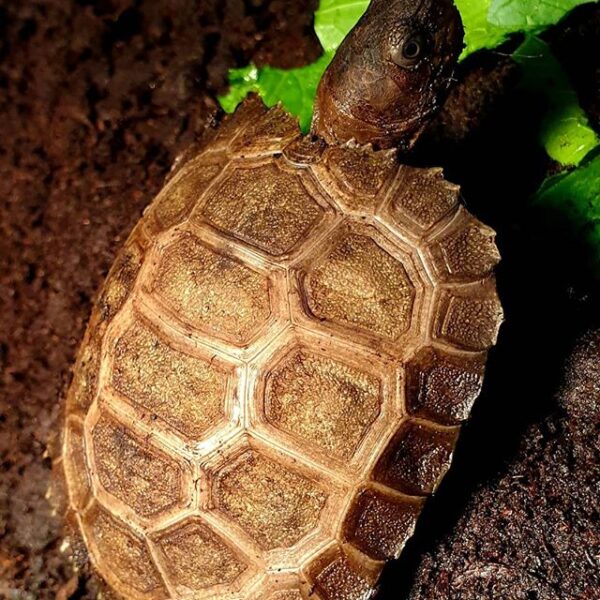 Burmese Mountain tortoise for sale